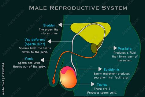 sperm kanalı görevi